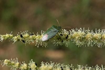 <i>Palomena prasina</i>