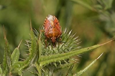 <i>Carpocoris purpureipennis</i>