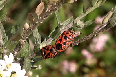 <i>Eurydema ornata</i>