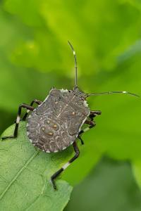 <i>Halyomorpha halys</i>