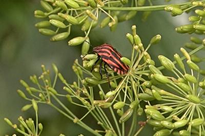 <i>Graphosoma italicum</i>