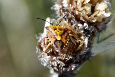 <i>Carpocoris purpureipennis</i>