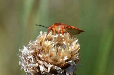 <i>Carpocoris purpureipennis</i>