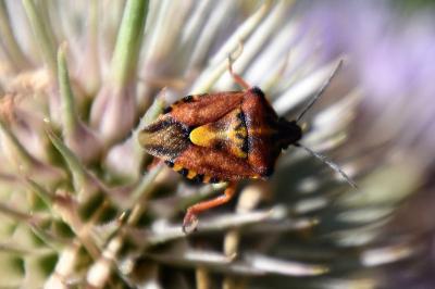 <i>Carpocoris purpureipennis</i>