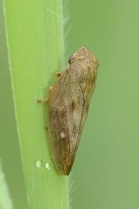 <i>Aphrophora major</i>