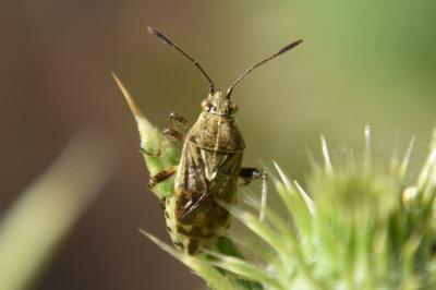 <i>Stictopleurus punctatonervosus</i>