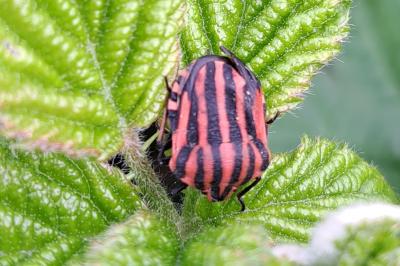 <i>Graphosoma italicum</i>