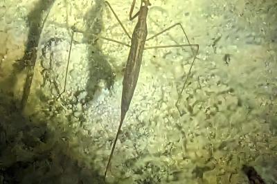 <i>Ranatra linearis</i>