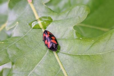 <i>Cercopis vulnerata</i>