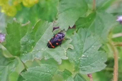 <i>Cercopis intermedia</i>