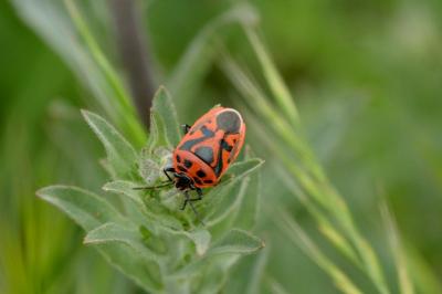 <i>Eurydema ornata</i>