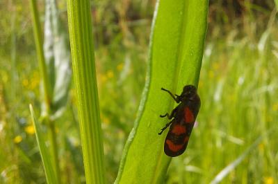 <i>Cercopis vulnerata</i>