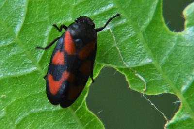 <i>Cercopis vulnerata</i>