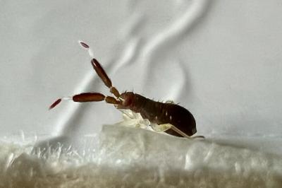 <i>Heterotoma planicornis</i>