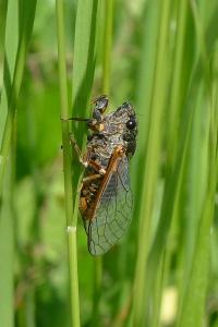 <i>Cicadetta</i>