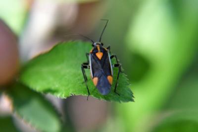 <i>Capsodes flavomarginatus</i>