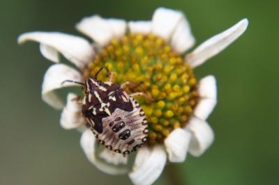 <i>Carpocoris purpureipennis</i>