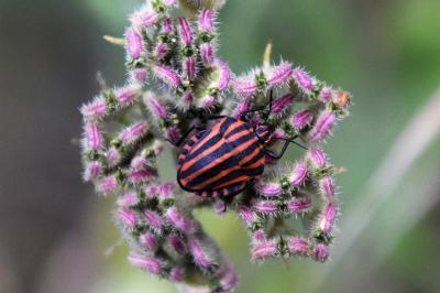 <i>Graphosoma italicum</i>