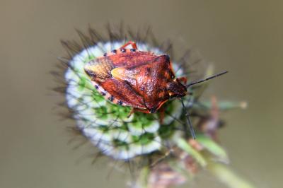 <i>Carpocoris purpureipennis</i>
