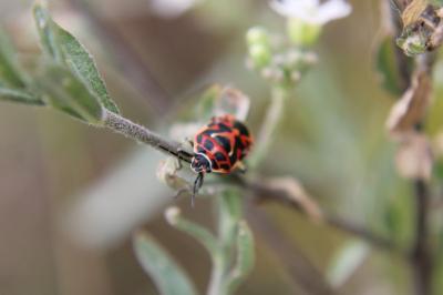 <i>Eurydema ornata</i>