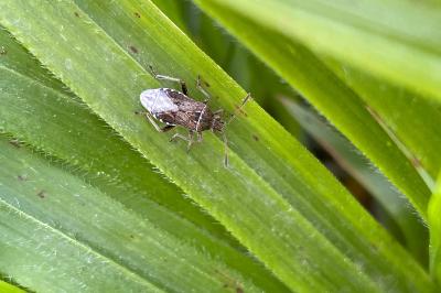<i>Stictopleurus punctatonervosus</i>