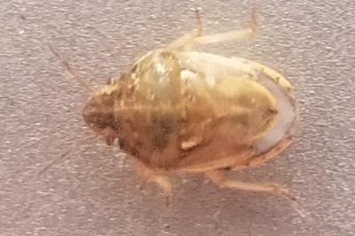 <i>Neottiglossa leporina</i>