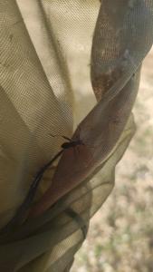 <i>Camptopus lateralis</i>