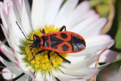 <i>Pyrrhocoris apterus</i>