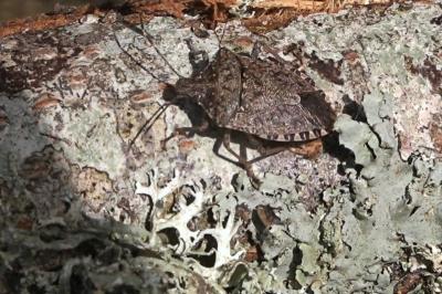 Halyomorpha halys