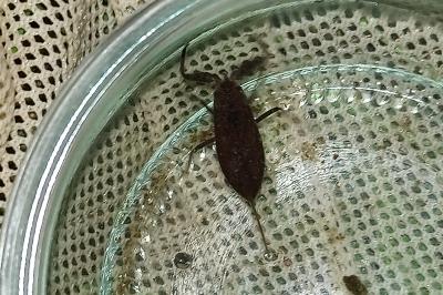 <i>Nepa cinerea</i>