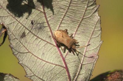 <i>Coreus marginatus</i>