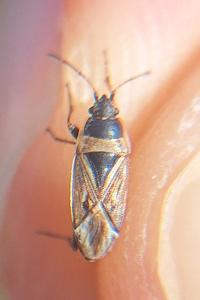 <i>Xanthochilus quadratus</i>