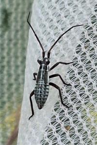<i>Leptopterna dolabrata</i>
