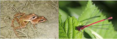 Amplexus de Grenouilles agiles et Petite nymphe au corps de feu
