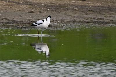 Avocette élégante (adulte ; Artenay, avril 2023)