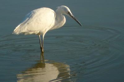 Aigrette garzette (Ouvrouer-les-Champs , septembre 2015)