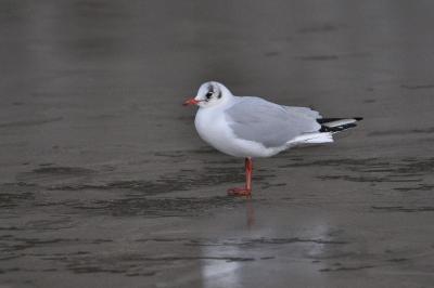 Mouette rieuse en plumage hivernal
